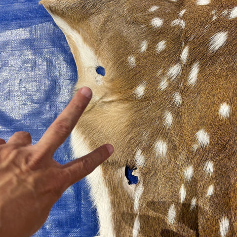 HUGE Axis Deer Skin (a couple of holes) Size: 51x49" Axis-780