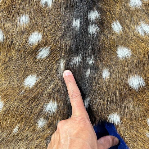 HUGE Axis Deer Skin (a couple of holes) Size: 51x49" Axis-780