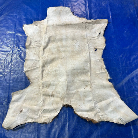 HUGE Axis Deer Skin (a couple of holes) Size: 51x49" Axis-780