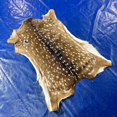 Axis Deer Skin Size: 40x32" Axis-781