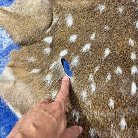 Axis Deer Skin Size: 40x32" Axis-781