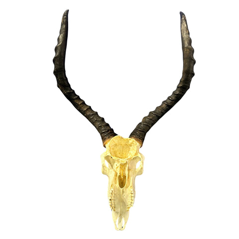 Real Impala Skull with Horns – Rustic Taxidermy Wall Decor - Size 27X15X7"