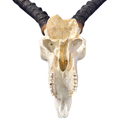 Real Impala Skull with Horns – Rustic Taxidermy Wall Decor - Size 27X15X7"