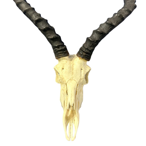 Real Impala Skull with Horns – Rustic Taxidermy Wall Decor - Size 27X15X7"