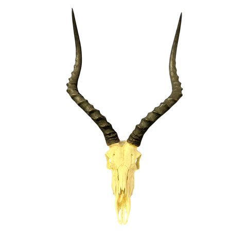 Real Impala Skull with Horns – Rustic Taxidermy Wall Decor - Size 27X15X7"