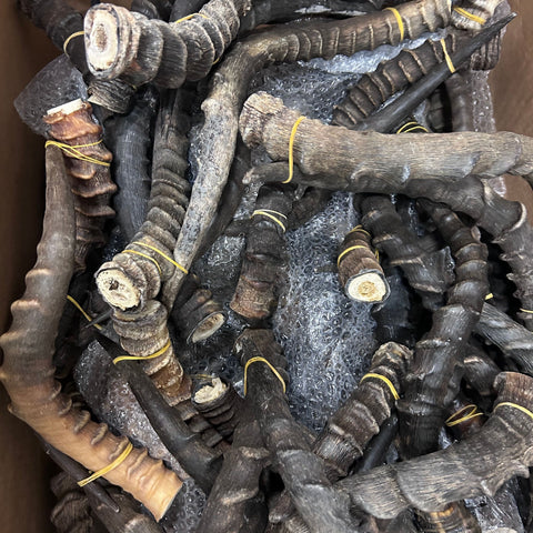 Real Impala Horn Set (2 horns/left and right) Real Horn Antlers Arts and Crafts Real Horns Real Deer Antlers Real Animal Horns for costumes