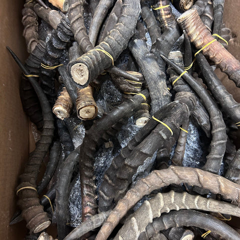 Real Impala Horn Set (2 horns/left and right) Real Horn Antlers Arts and Crafts Real Horns Real Deer Antlers Real Animal Horns for costumes