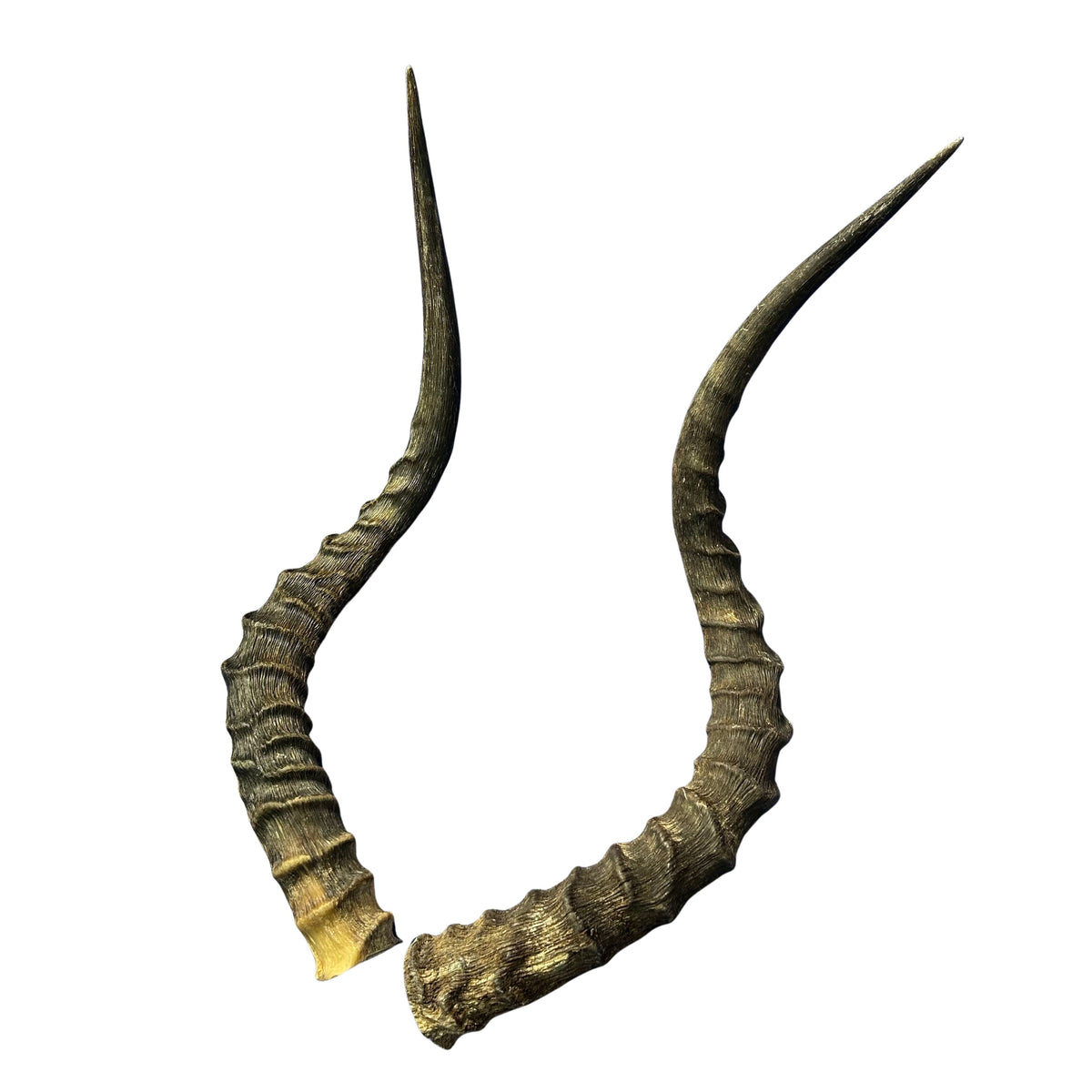 Real Impala Horn Set (2 horns/left and right) Real Horn Antlers Arts and Crafts Real Horns Real Deer Antlers Real Animal Horns for costumes