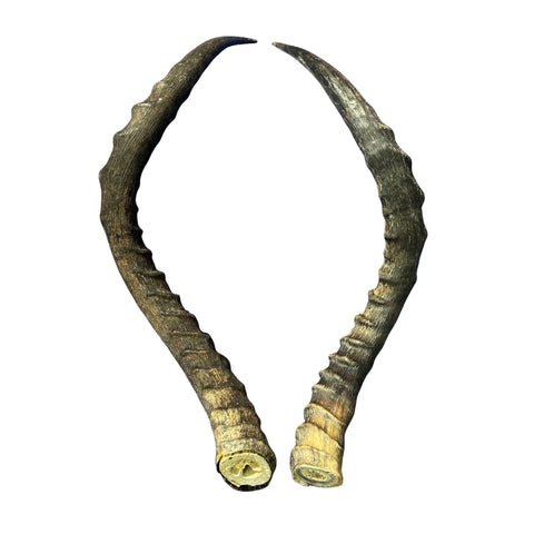 Real Impala Horn Set (2 horns/left and right) Real Horn Antlers Arts and Crafts Real Horns Real Deer Antlers Real Animal Horns for costumes