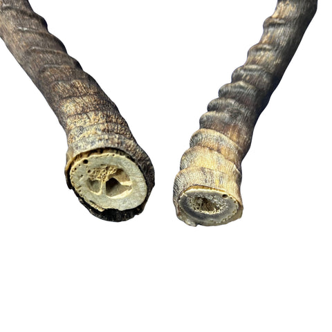 Real Impala Horn Set (2 horns/left and right) Real Horn Antlers Arts and Crafts Real Horns Real Deer Antlers Real Animal Horns for costumes