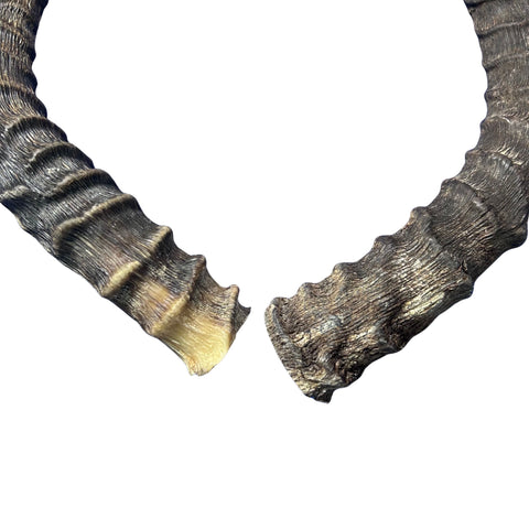 Real Impala Horn Set (2 horns/left and right) Real Horn Antlers Arts and Crafts Real Horns Real Deer Antlers Real Animal Horns for costumes