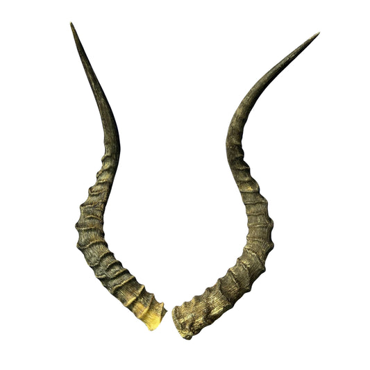 Real Impala Horn Set (2 horns/left and right) Real Horn Antlers Arts and Crafts Real Horns Real Deer Antlers Real Animal Horns for costumes