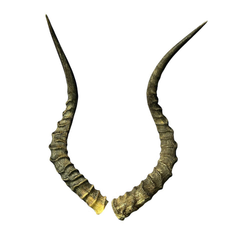 Real Impala Horn Set (2 horns/left and right) Real Horn Antlers Arts and Crafts Real Horns Real Deer Antlers Real Animal Horns for costumes