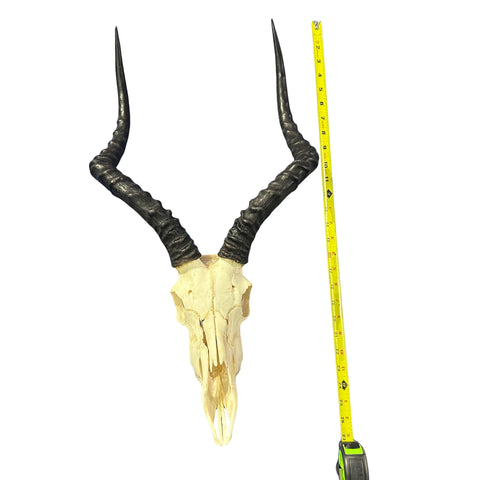 Impala Skull - Real Deer Skull - Antler Horns Wall Art Rustic Decor, Dad Gift |Approximate Size: 27LX14WX11D"