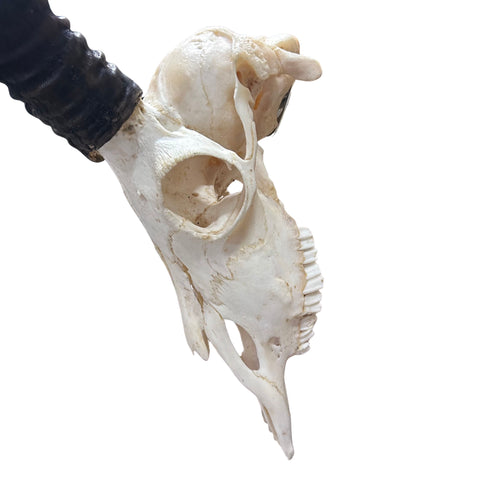 Impala Skull - Real Deer Skull - Antler Horns Wall Art Rustic Decor, Dad Gift |Approximate Size: 27LX14WX11D"