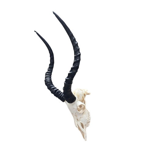 Impala Skull - Real Deer Skull - Antler Horns Wall Art Rustic Decor, Dad Gift |Approximate Size: 27LX14WX11D"