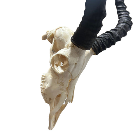 Impala Skull - Real Deer Skull - Antler Horns Wall Art Rustic Decor, Dad Gift |Approximate Size: 27LX14WX11D"