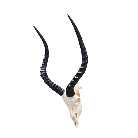 Impala Skull - Real Deer Skull - Antler Horns Wall Art Rustic Decor, Dad Gift |Approximate Size: 27LX14WX11D"