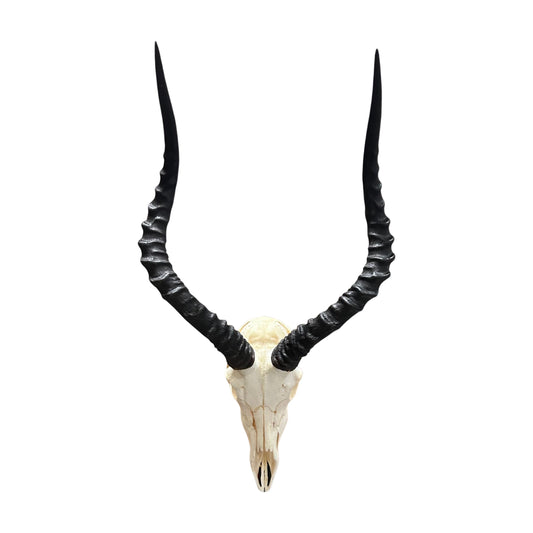 Impala Skull - Real Deer Skull - Antler Horns Wall Art Rustic Decor, Dad Gift |Approximate Size: 27LX14WX11D"