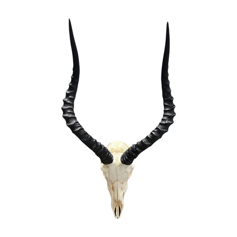 Impala Skull - Real Deer Skull - Antler Horns Wall Art Rustic Decor, Dad Gift |Approximate Size: 27LX14WX11D"