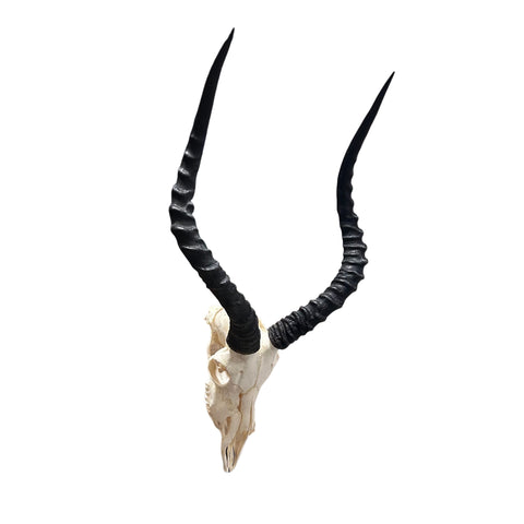 Impala Skull - Real Deer Skull - Antler Horns Wall Art Rustic Decor, Dad Gift |Approximate Size: 27LX14WX11D"