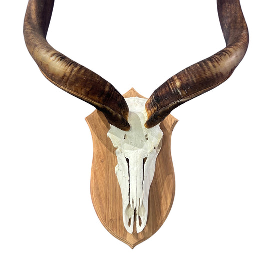 Kudu Skull - Real Greater Kudu Antelope Skull on Wooden Shield- Wall Art African Decor Antler Horn | Approximate Size: 48X36X12”/ 47" horns