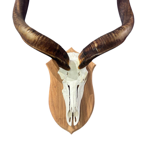Kudu Skull - Real Greater Kudu Antelope Skull on Wooden Shield- Wall Art African Decor Antler Horn | Approximate Size: 48X36X12”/ 47" horns