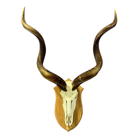 Kudu Skull - Real Greater Kudu Antelope Skull on Wooden Shield- Wall Art African Decor Antler Horn | Approximate Size: 48X36X12”/ 47" horns