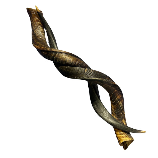 Kudu Horn Medium 34" around curls - oiled kudu horn, 1 Real Kudu Horn size M
