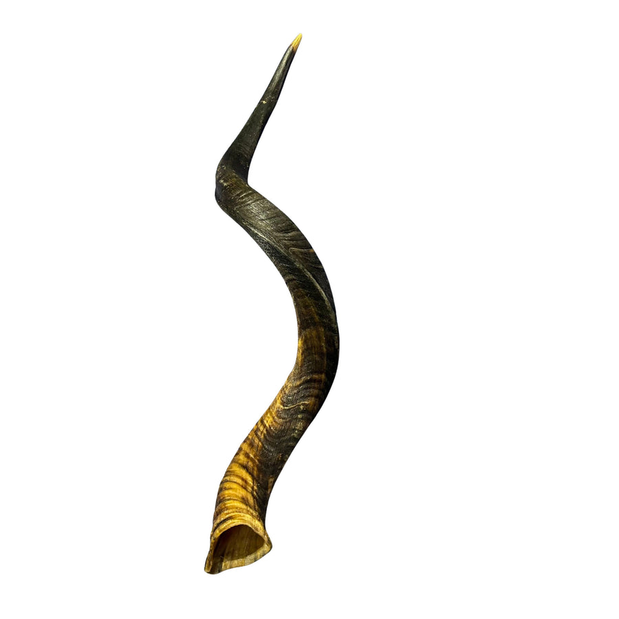 Kudu Horn Medium 34" around curls - oiled kudu horn, 1 Real Kudu Horn size M