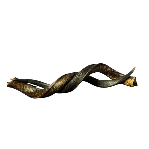 Kudu Horn Set 34" around curls - oiled kudu horns, 2 Real Kudu Horns size M