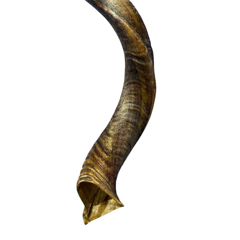 Kudu Horn Medium 34" around curls - oiled kudu horn, 1 Real Kudu Horn size M