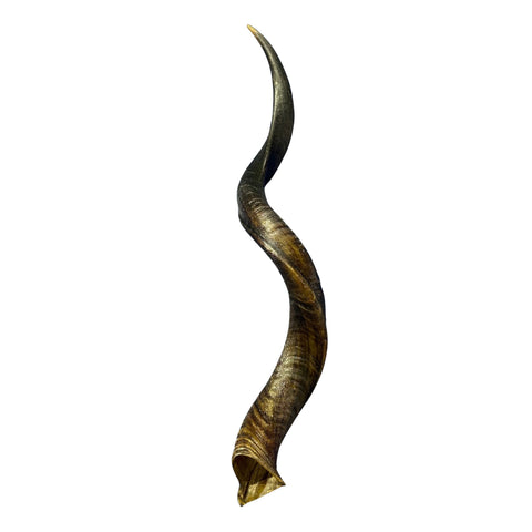Kudu Horn Set 34" around curls - oiled kudu horns, 2 Real Kudu Horns size M