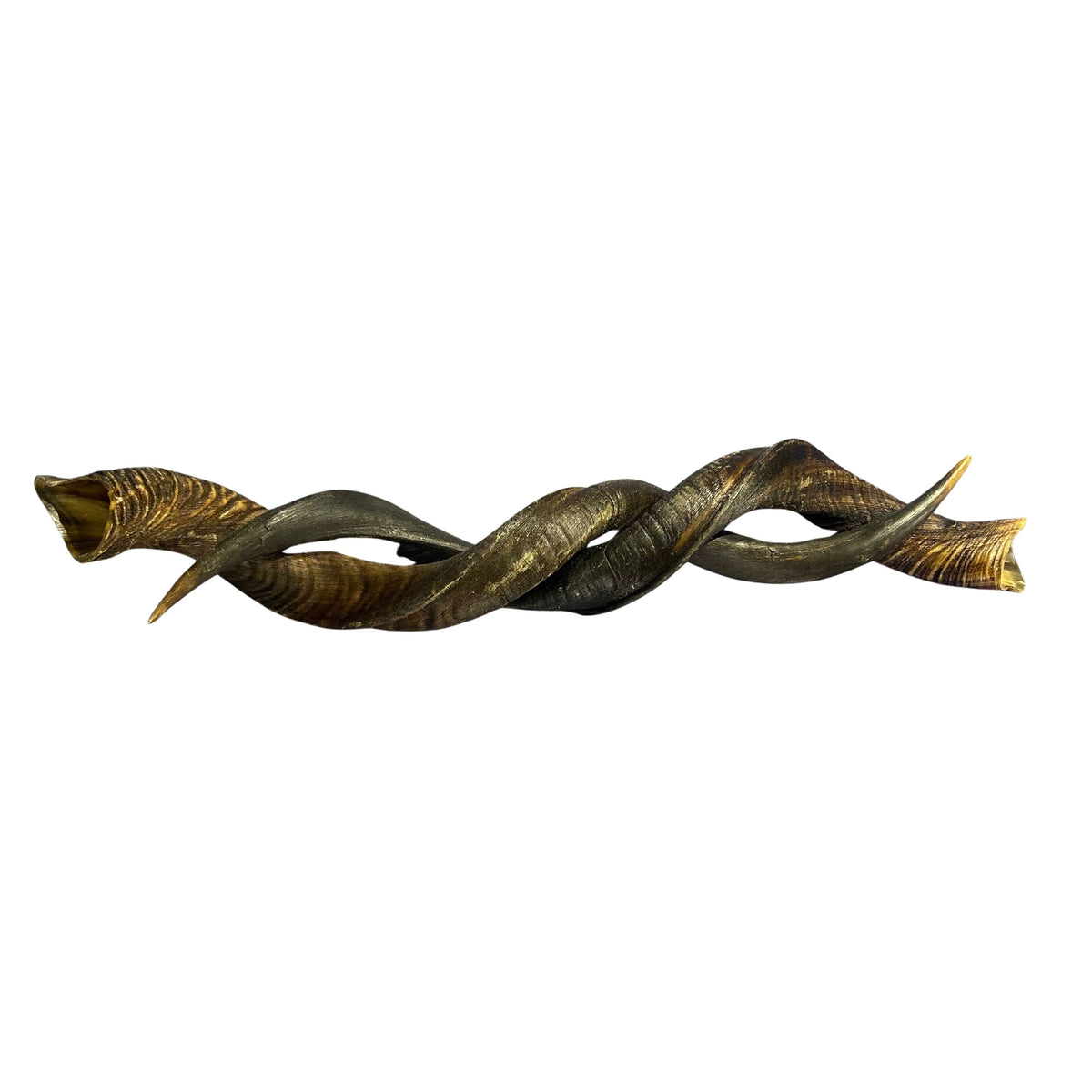 Kudu Horn XLarge 43" around curls - oiled kudu horn, 1 Real Kudu Horn size XL