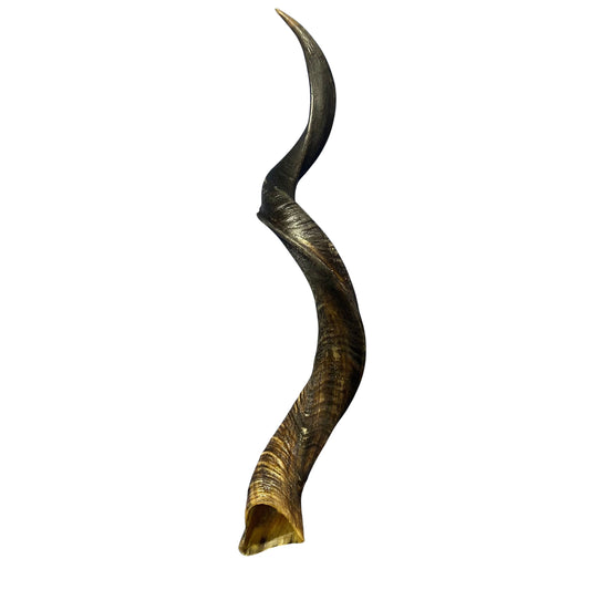 Kudu Horn XLarge 43" around curls - oiled kudu horn, 1 Real Kudu Horn size XL