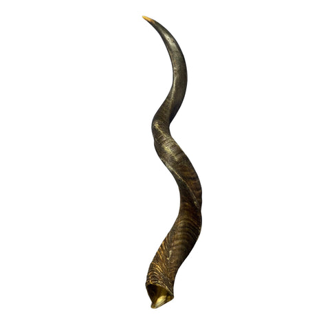 Kudu Horn Set 43" around curls - oiled kudu horns, 2 Real Kudu Horns size XL
