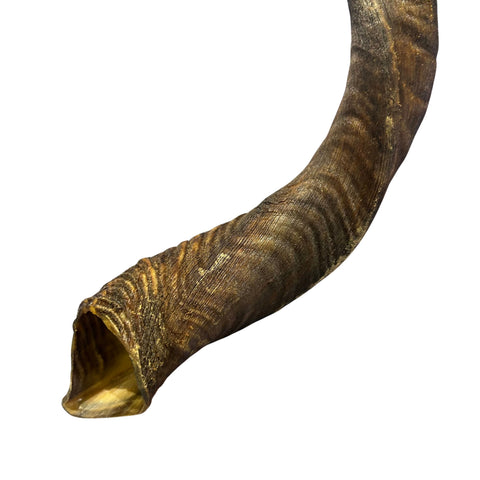 Kudu Horn Set 43" around curls - oiled kudu horns, 2 Real Kudu Horns size XL