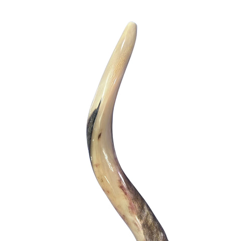 Kudu Yemenite Shofar XXL (45.5" around curls) Genuine Antelope Horn Judaica Trumpet Kosher-made Kudu antelope horn shofar Receive EXACT one!