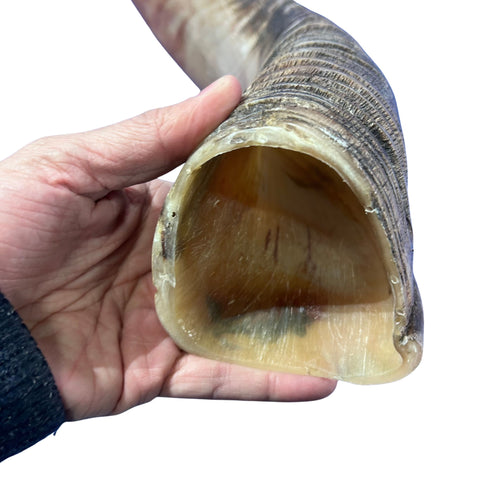 Kudu Yemenite Shofar XXL (45.5" around curls) Genuine Antelope Horn Judaica Trumpet Kosher-made Kudu antelope horn shofar Receive EXACT one!