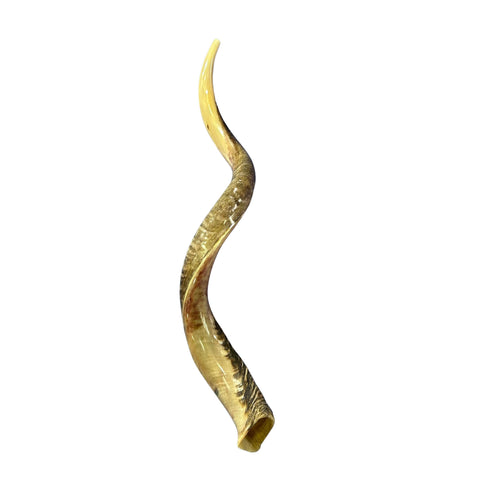 Kudu Yemenite Shofar XXL (45.5" around curls) Genuine Antelope Horn Judaica Trumpet Kosher-made Kudu antelope horn shofar Receive EXACT one!