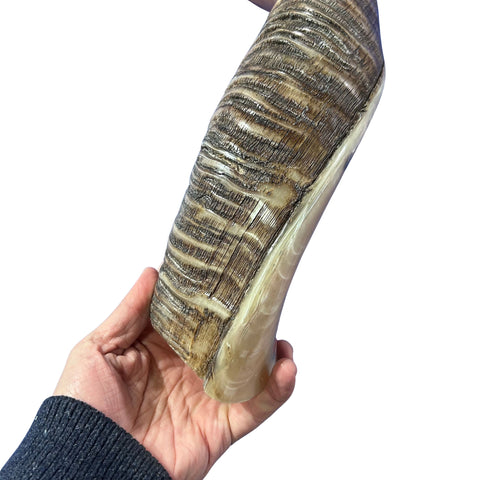 Kudu Yemenite Shofar XXL (45.5" around curls) Genuine Antelope Horn Judaica Trumpet Kosher-made Kudu antelope horn shofar Receive EXACT one!