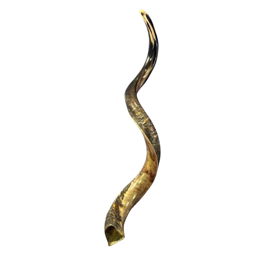 Kudu Yemenite Shofar XXL (47" around curls) Genuine Antelope Horn Judaica Trumpet Kosher-made Kudu antelope horn shofar Receive EXACT one!