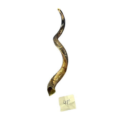 Kudu Yemenite Shofar XXL (47" around curls) Genuine Antelope Horn Judaica Trumpet Kosher-made Kudu antelope horn shofar Receive EXACT one!