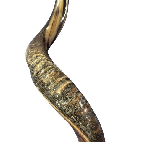 Kudu Yemenite Shofar XXL (47" around curls) Genuine Antelope Horn Judaica Trumpet Kosher-made Kudu antelope horn shofar Receive EXACT one!