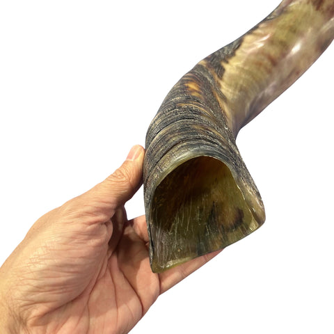 Kudu Yemenite Shofar XXL (47" around curls) Genuine Antelope Horn Judaica Trumpet Kosher-made Kudu antelope horn shofar Receive EXACT one!