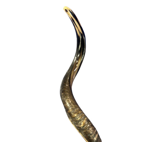 Kudu Yemenite Shofar XXL (47" around curls) Genuine Antelope Horn Judaica Trumpet Kosher-made Kudu antelope horn shofar Receive EXACT one!
