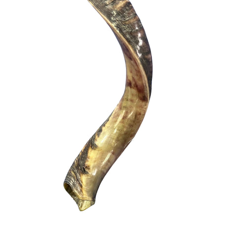 Kudu Yemenite Shofar XXL (47" around curls) Genuine Antelope Horn Judaica Trumpet Kosher-made Kudu antelope horn shofar Receive EXACT one!