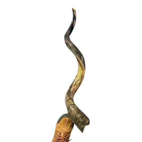 Kudu Yemenite Shofar XXL (47" around curls) Genuine Antelope Horn Judaica Trumpet Kosher-made Kudu antelope horn shofar Receive EXACT one!