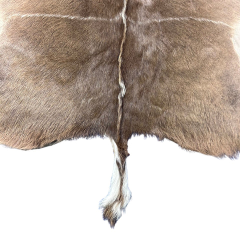 Gorgeous Kudu Skin (bald in neck/Tail is 11") - LARGE Size: 55x53" # F-021 - Real Greater Kudu Hide