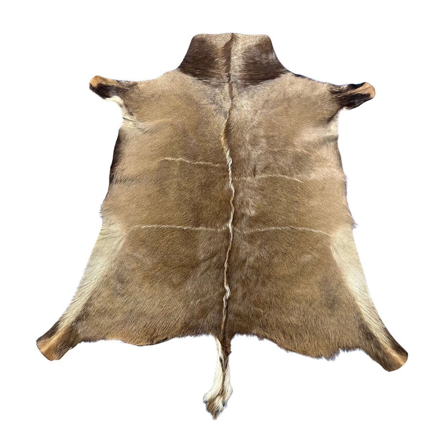 Gorgeous Kudu Skin (bald in neck/Tail is 11") - LARGE Size: 55x53" # F-021 - Real Greater Kudu Hide